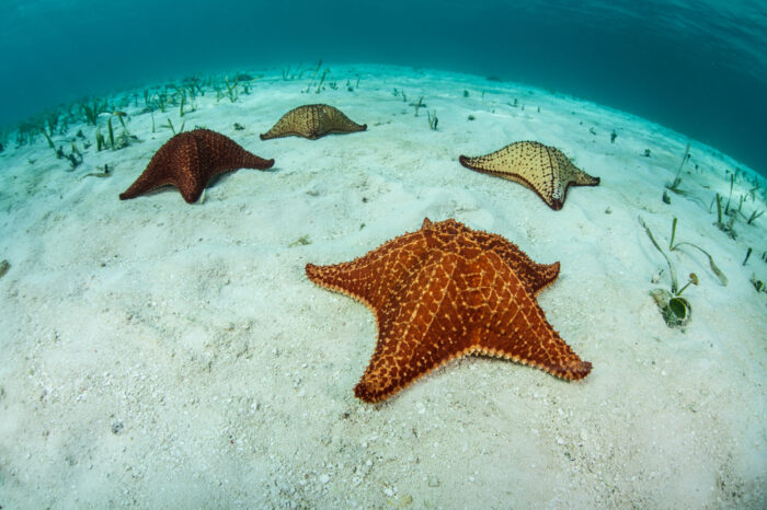 El Cielo Cozumel Private Snorkel Tour