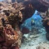 2 TANK DIVE COZUMEL REEFS - Image 2