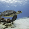 Discover Scuba Diving - Image 2