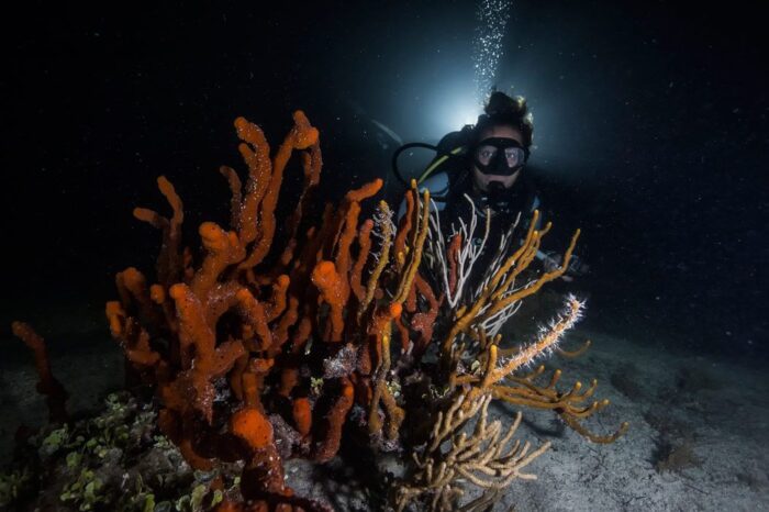 Night Dive