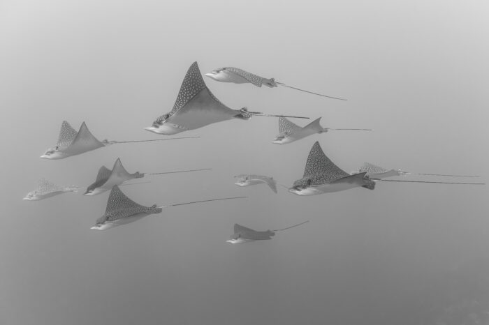 Eagle Ray Dive